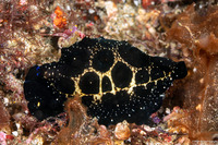 Ovula ovum (Common Egg Cowry)
