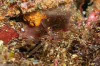 Cuapetes sp.7 (Cuapetes sp.7)