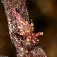 Aegires sp.1 (Aegires sp.1)