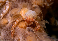 Porcellanella haigae (Haig's Porcelain Crab)
