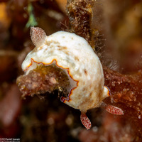 Goniobranchus preciosus (Precious Nudibranch)