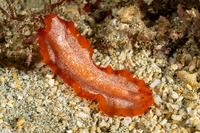 Phrikoceros sp.4 (Phrikoceros sp.4)