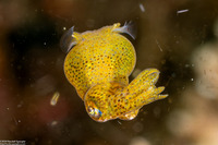 Idiosepius pygmaeus (Twotone Pygmy Squid)