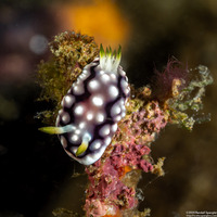 Goniobranchus geometricus (Geometric Chromodoris)