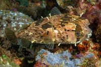 Diodon holocanthus (Longspine Porcupinefish)