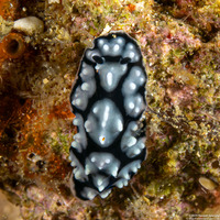 Phyllidiella pustulosa (Pustulose Phyllidia)