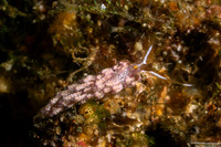 Favorinus mirabilis (Wonderful Favorinus)