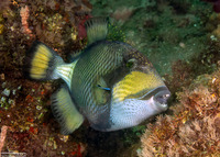 Balistoides viridescens (Titan Triggerfish)