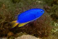 Pomacentrus coelestis (Neon Damsel)