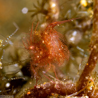Phycocaris simulans (Red Algae Hairy Shrimp)
