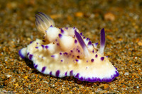 Mexichromis multituberculata (Bumpy Mexichromis)