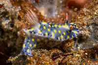 Hypselodoris confetti (Confetti Hypselodoris)