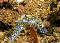 Hypselodoris confetti (Confetti Hypselodoris)