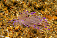 Unidentia angelvaldesi (Unidentia Angelvaldesi)