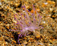 Unidentia angelvaldesi (Unidentia Angelvaldesi)