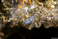 Hypselodoris infucata (Fire Hypselodoris)