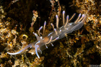 Phyllodesmium opalescens (Opalescent Phyllodesmium)