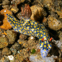 Hypselodoris confetti (Confetti Hypselodoris)