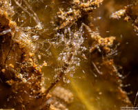 Caprella sp.1 (Skeleton Shrimp)