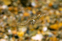 Order Mysida (Mysids)