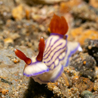 Hypselodoris maridadilus (Beautiful Hypselodoris)