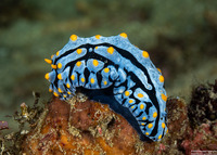 Phyllidia varicosa (Varicose Phyllidia)