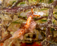 Prostheceraeus sp.1 (Prostheceraeus sp.1)