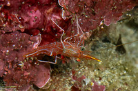 Rhynchocinetes durbanensis (Dancing Shrimp)