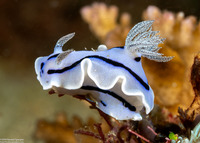 Chromodoris willani (Willan's Chromodoris)