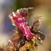 Aplysia nigrocincta (Freckled Sea Hare)