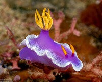 Hypselodoris apolegma (Robe Hem Hypselodoris)