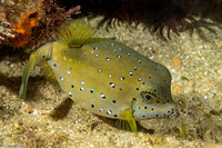 Ostracion cubicum (Yellow Boxfish)