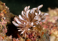 Phyllodesmium colemani (Coleman's Phyllodesmium)