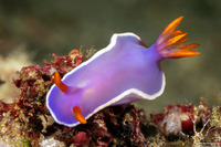 Hypselodoris variobranchia (Variegated-Gill Hypselodoris)