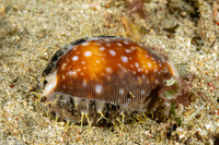 Lyncina vitellus (Pacific Deer Cowry)