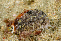 Lyncina vitellus (Pacific Deer Cowry)
