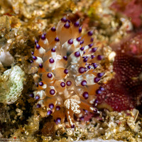 Janolus tricellariodes (White-Spotted Janolus)