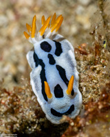 Chromodoris alcalai (Alcala’s Chromodoris)