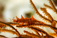 Miropandalus hardingi (Dragon Shrimp)