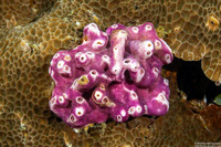 Didemnum membranaceum (Didemnum Membranaceum)