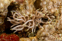 Phyllodesmium briareum (Yellow-Tipped Phyllodesmium)