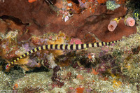 Dunckerocampus dactyliophorus (Ringed Pipefish)