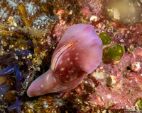 Pseudoceros liparus (Racing Stripe Flatworm)