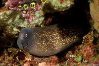 Gymnothorax thyrsoideus (White-Eyed Moray)