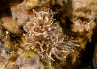 Phyllodesmium briareum (Yellow-Tipped Phyllodesmium)