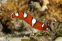 Coris gaimard (Yellowtail Coris)