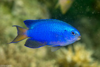 Pomacentrus pavo (Blue Damsel)