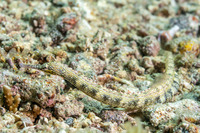 Corythoichthys haematopterus (Reeftop Pipefish)