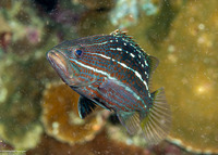 Anyperodon leucogrammicus (Slender Grouper)