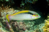 Halichoeres scapularis (Zigzag Wrasse)